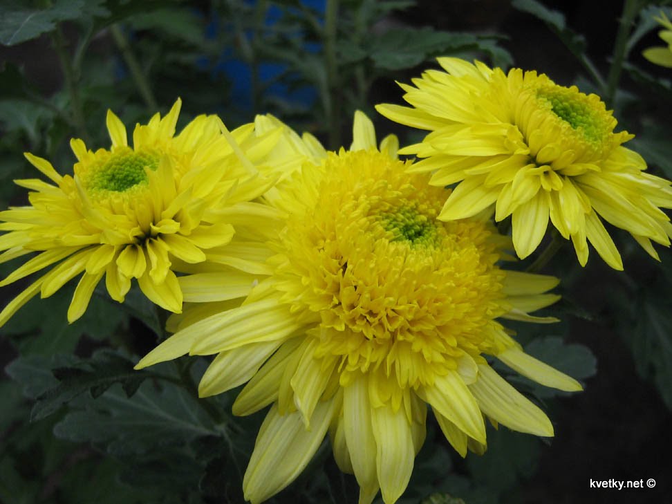 [хризантема+IMG_1303+м.jpg]