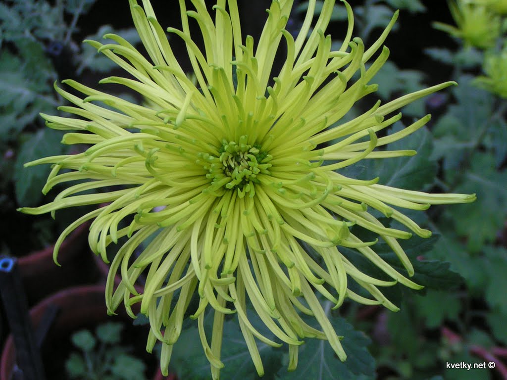 [хризантема+лучевидная+Шамрук.jpg]