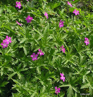 Герань болотная Geranium palustre