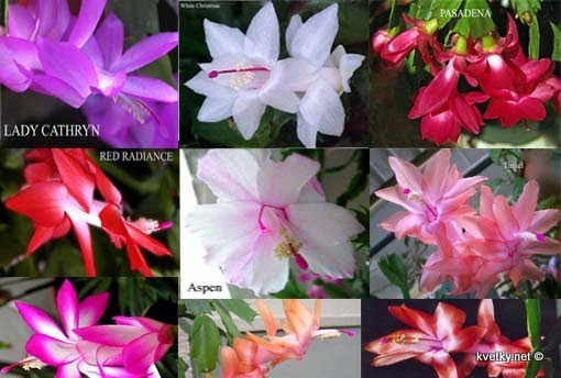 [гибриды+декабриста+со+шлюмбергерой+трунката.jpg]