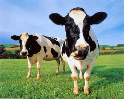 [Cows.jpg]