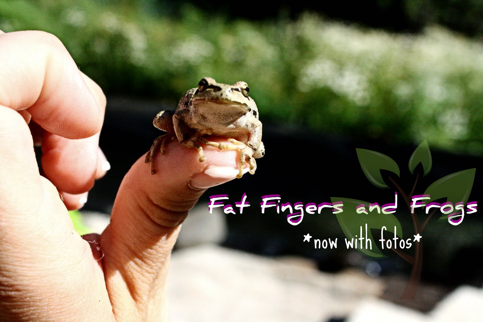 Fat Fingers and Frogs