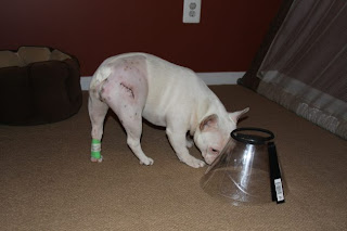 fho surgery canine fho car interior design fho surgery canine fho car interior design