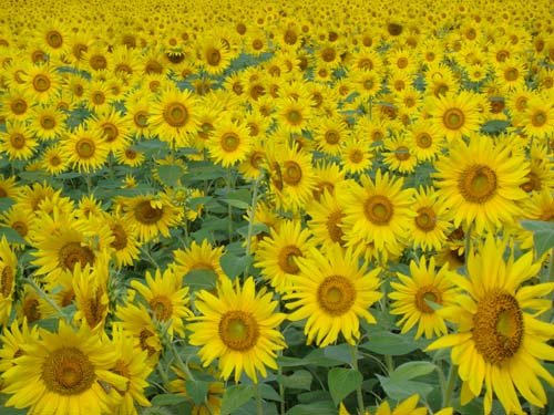 [Web+Kyoko+&+Sunflowers+3.jpg]
