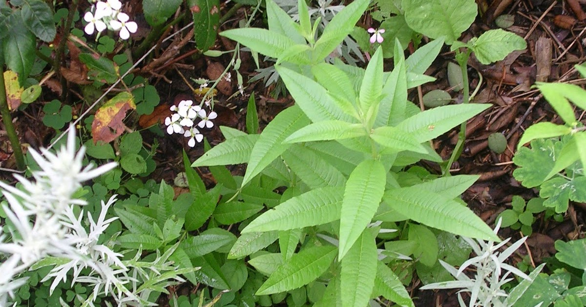 Lemon Verbena Lady's Herb Garden Lemon Verbena Fact Sheet