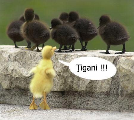 Ciprian Slavnicu: Tigani borati