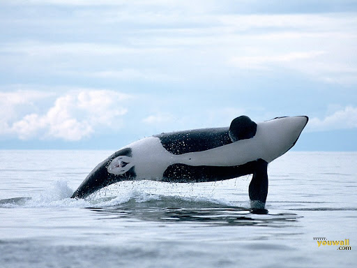 Whale Watching