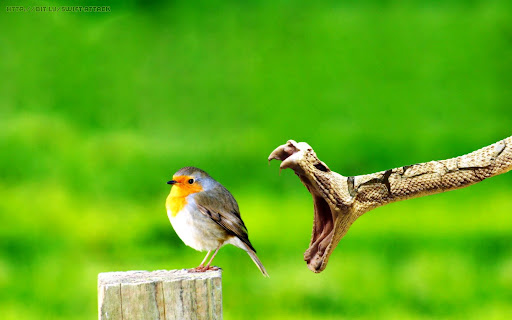 Snake Attacking Bird Wallpaper | Swift Attack