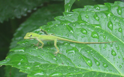 Lizard Wallpaper 06