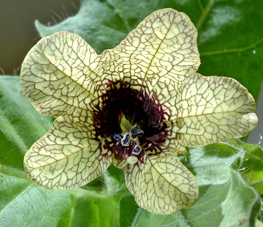 Beleño/Henbane