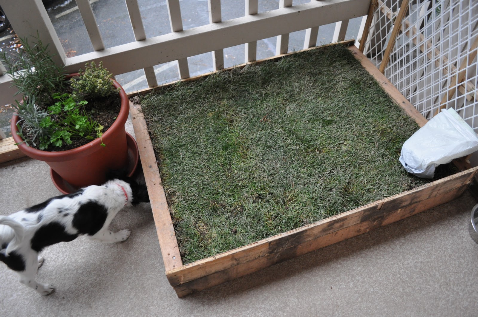The Adventures of Kym & Dustin D.I.Y Patio Dog Grass Diy dog stuff