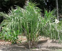 Seashore Palm Tree seashore palm Seashore Palm Tree