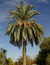 date palm Date Palm Tree