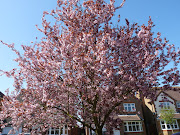 . morning and some spring quotes. You have to do something when you can't . (spring )