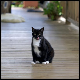 Cats Facts Why Do Cats Lick Their Lips