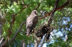 Young Hawk by Angels Photos