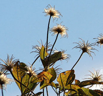 Judy's Clematis Vine