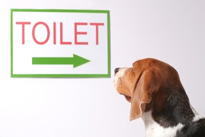 Dogs 101 Dog+toilet