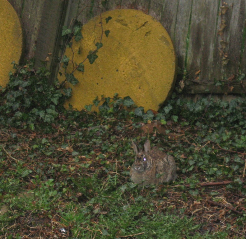 [bunny.JPG]