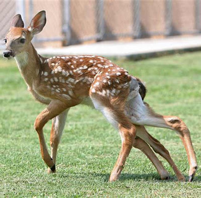 six legged deer