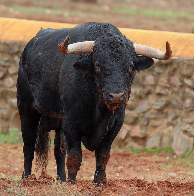 De un toro Imagui De un toro Imagui