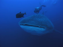 Whale Shark