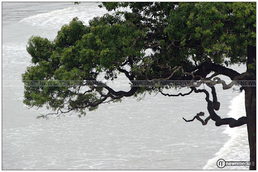 Seashore Tree: Which place? Seashore Tree: Which place?