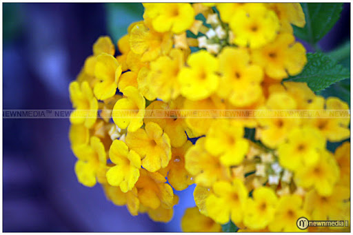 Kerala Marigold - A flower widely seen in Keralam. Kerala Marigold - A flower widely seen in Keralam.