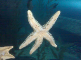 Star Fish