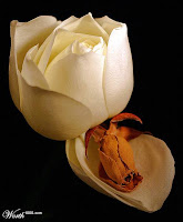 Robyn Carr: Life and Death Decisions