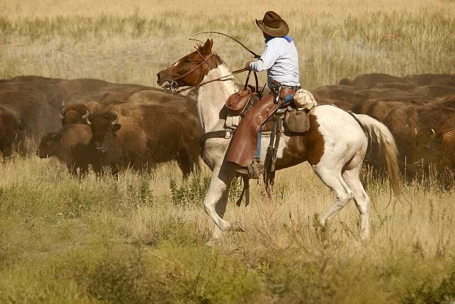 Dakotagraph: Custer State Park Buffalo Roundup