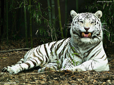 tiger wallpaper. Download White Tiger wallpaper