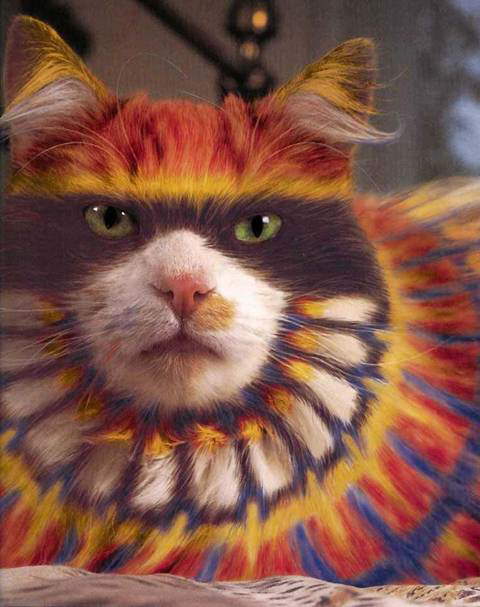 wallpaper wallpaper kucing wallpaper kucing. wallpaper wallpaper kucing