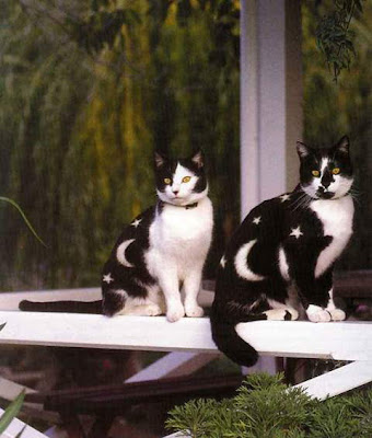 Foto-Foto Kucing Comel wallpaper kucing comel. Foto-Foto Kucing Comel