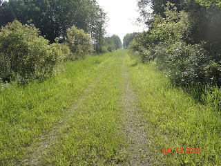 How+to+shift+gears+on+a+road+bike