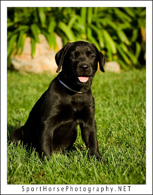 seen in the 2011 Black Lab Puppies Calendar, published by Willow Creek Press 