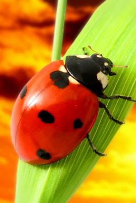 14 Great Ways To Keep Spiders Out Of Your Home Naturally Ladybug Beautiful Bugs Lady Beetle