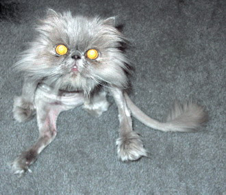 Cats+(20).jpg