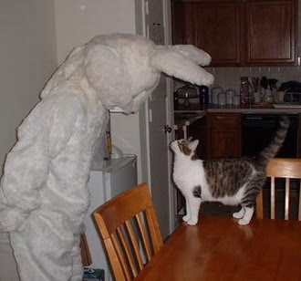 Cats+(21).jpg
