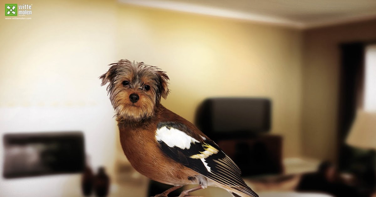 Eukanuba Dog Food Price In India Eukanuba Dog Food Price In India