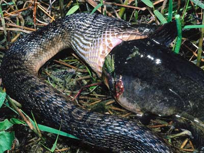 snake eat people