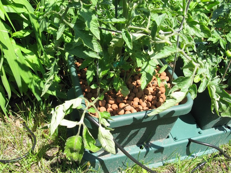 Kenny's Hydroponic Garden Tomato Leaves Curling