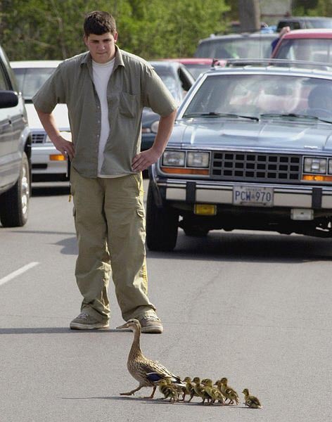 DucksCrossingRoadLarge.jpg