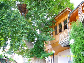 Princess Rasail 12 26 10