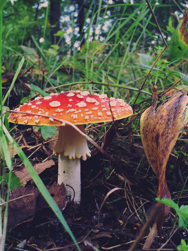 [toadstool1.jpg]