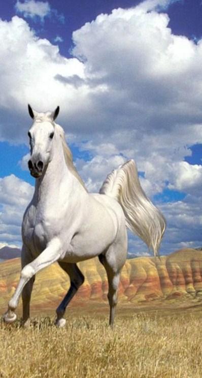 Os novos poderes da Mirlo da Lione e da Fine - Página 2 Mitos-cavalos-brancos+3