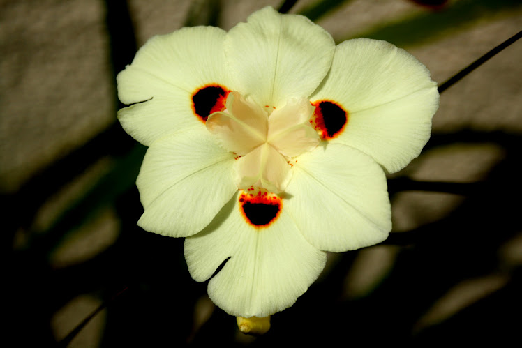 Dietes bicolor