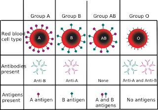 ABO_blood_type