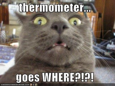 funny cats with sayings. funny funny cats with sayings. funny cats with sayings. funny