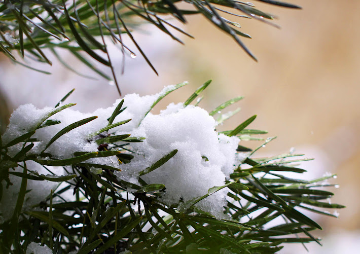 Japanese Yew